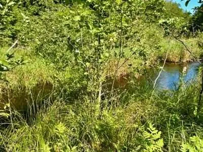 Grassy wetlands next to a creek on land